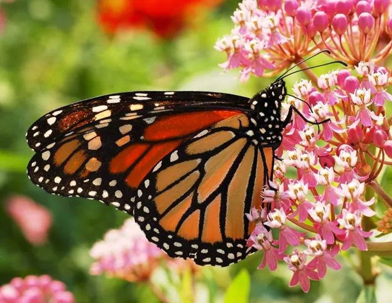 Butterfly And Pollinator Spots With Real Energy Butterfly And Pollinator Spots With Real Energy
