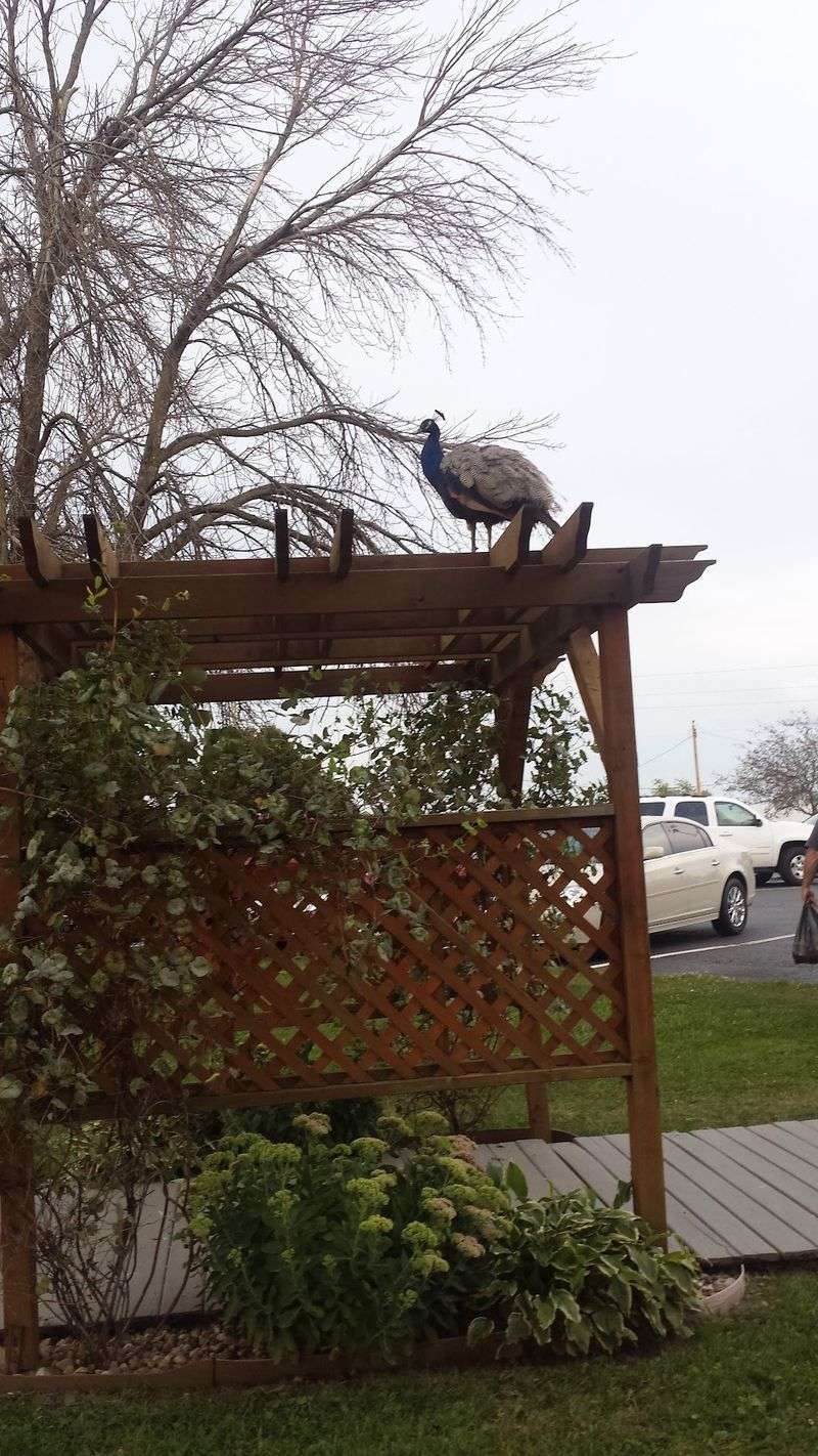Peacocks Beyond the Dining Room