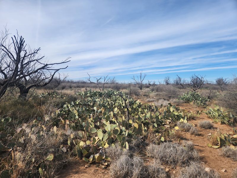 Cactus Grows Right Along the Trails Cactus Grows Right Along the Trails