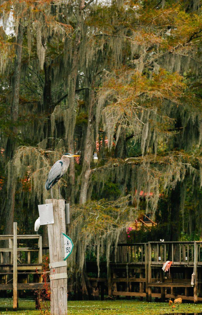 Caddo Lake (Uncertain) Caddo Lake (Uncertain)