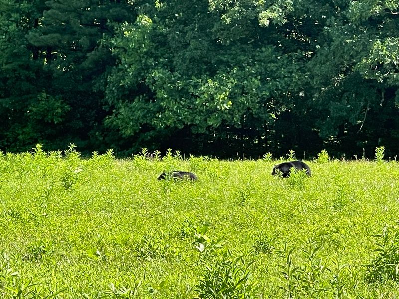 Cades Cove in Great Smoky Mountains National Park