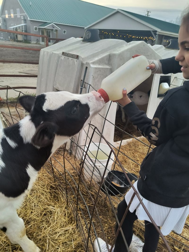 Calves Up Front and Big Cows Out Back Calves Up Front and Big Cows Out Back
