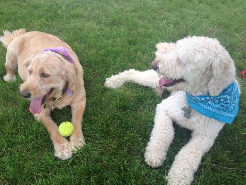 Canine Meadows