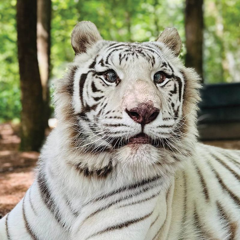 Carolina Tiger Rescue - Pittsboro Carolina Tiger Rescue - Pittsboro