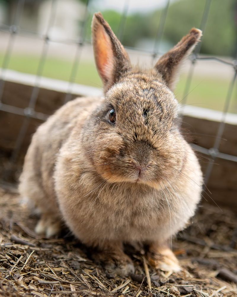 Cathy’s Critters (Princeton)