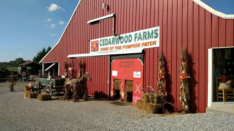 Cedarwood Pumpkin Patch, McMinnville Cedarwood Pumpkin Patch, McMinnville