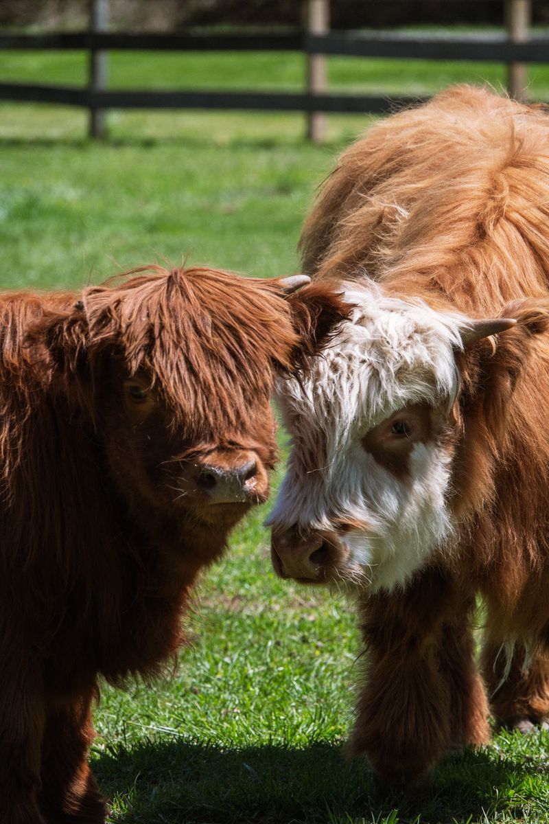 Charleston Springs Farm - Millstone Township Charleston Springs Farm - Millstone Township