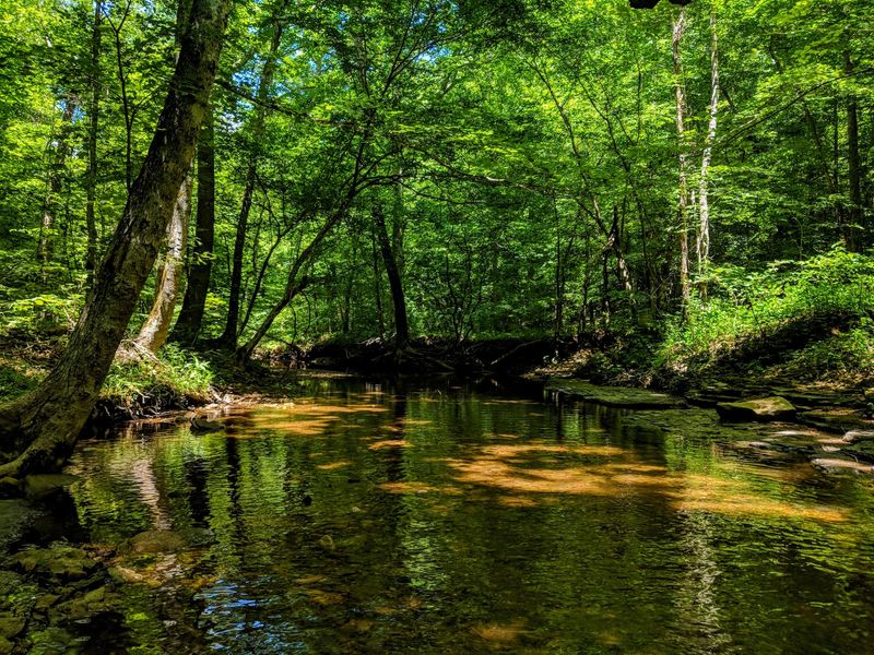 Cheatham Wildlife Management Area, Ashland City Cheatham Wildlife Management Area, Ashland City