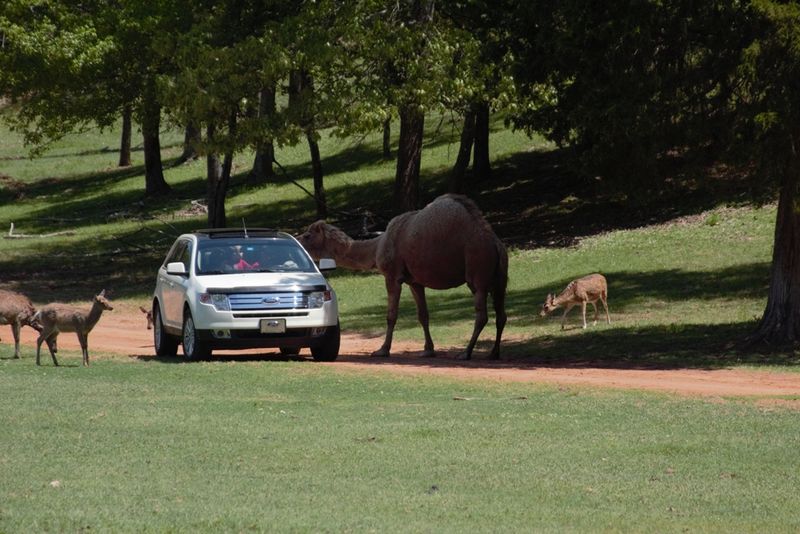 Cherokee Trace Drive-Thru Safari (Jacksonville) Cherokee Trace Drive-Thru Safari (Jacksonville)