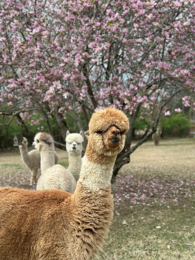 ChewPaca Alpaca Farm, Mount Juliet ChewPaca Alpaca Farm, Mount Juliet