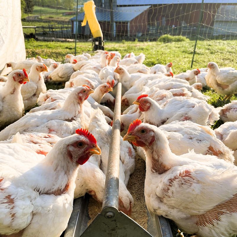 Chickens and Ducks Raised on Fresh Pasture