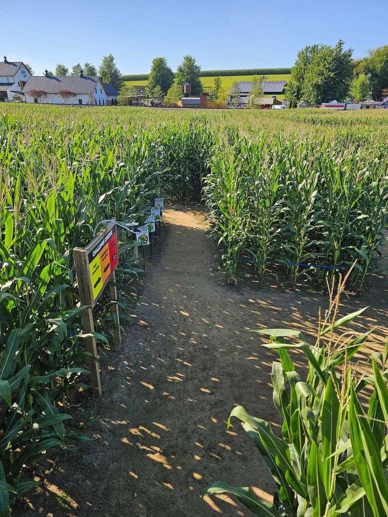 Choose a Corn Maze Route