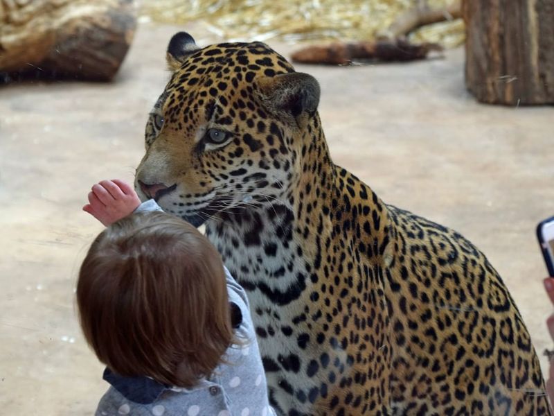 Close Animal Views Make the Visit Feel Personal