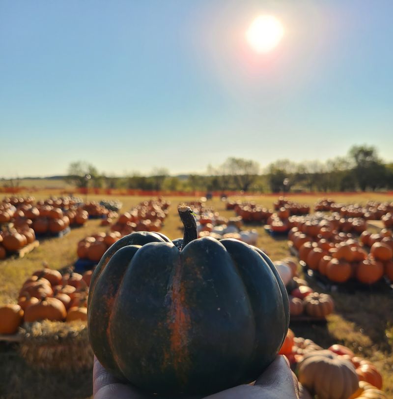Cobbins Family Pumpkin Patch (Sanger)