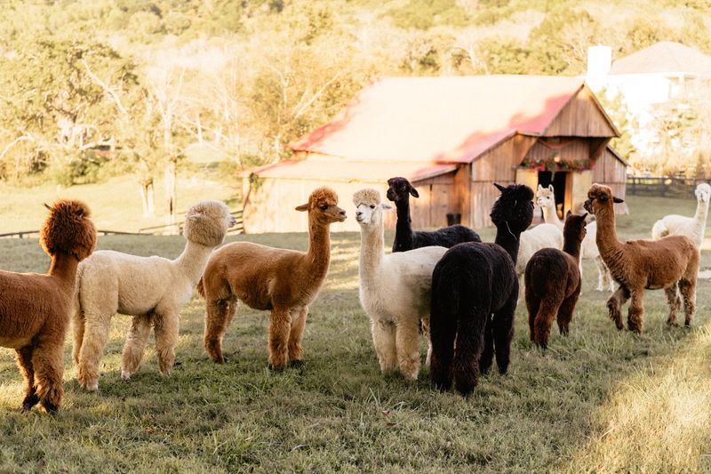 Coleman Valley Alpaca Farm, Franklin Coleman Valley Alpaca Farm, Franklin