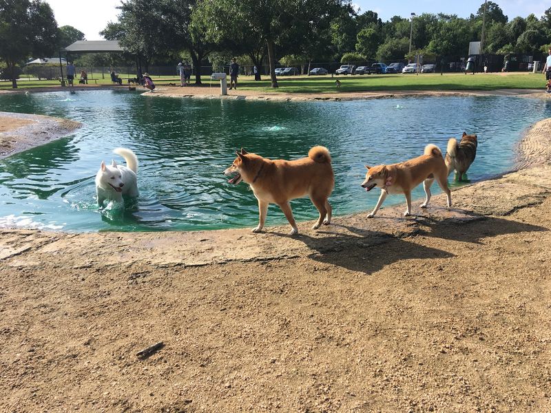 Congressman Bill Archer Dog Park (Houston) Congressman Bill Archer Dog Park (Houston)