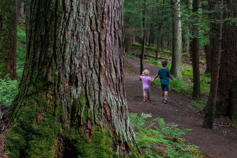 Cook Forest State Park