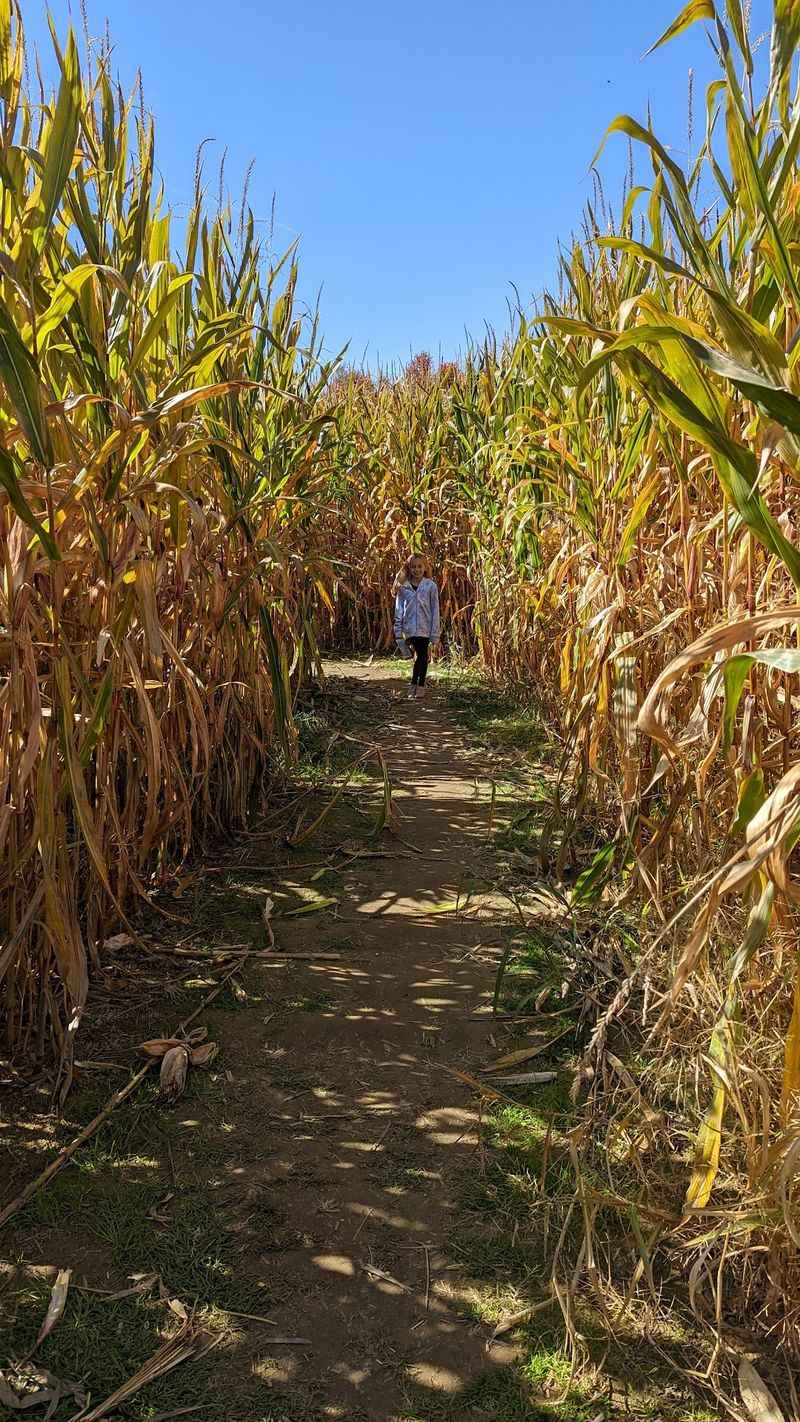 Corn Maze Fun Keeps the Day Going Corn Maze Fun Keeps the Day Going