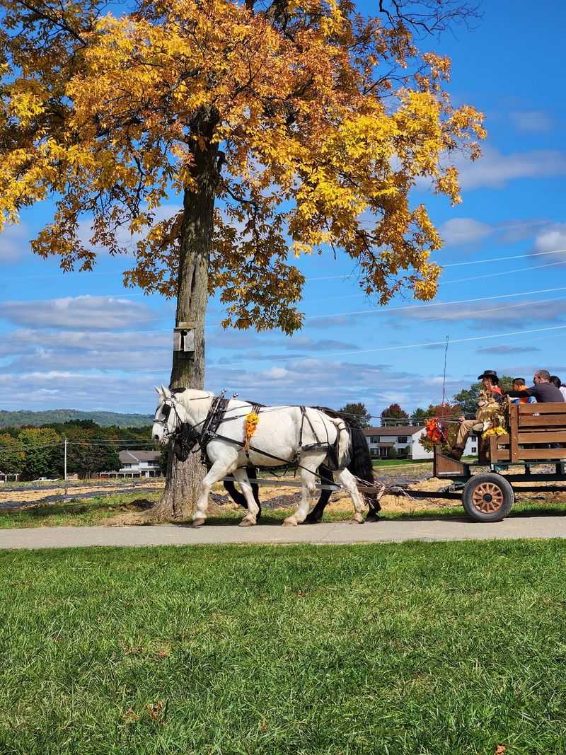 Corn Mazes Hayrides and Festivals Turn Shopping Into an Outing