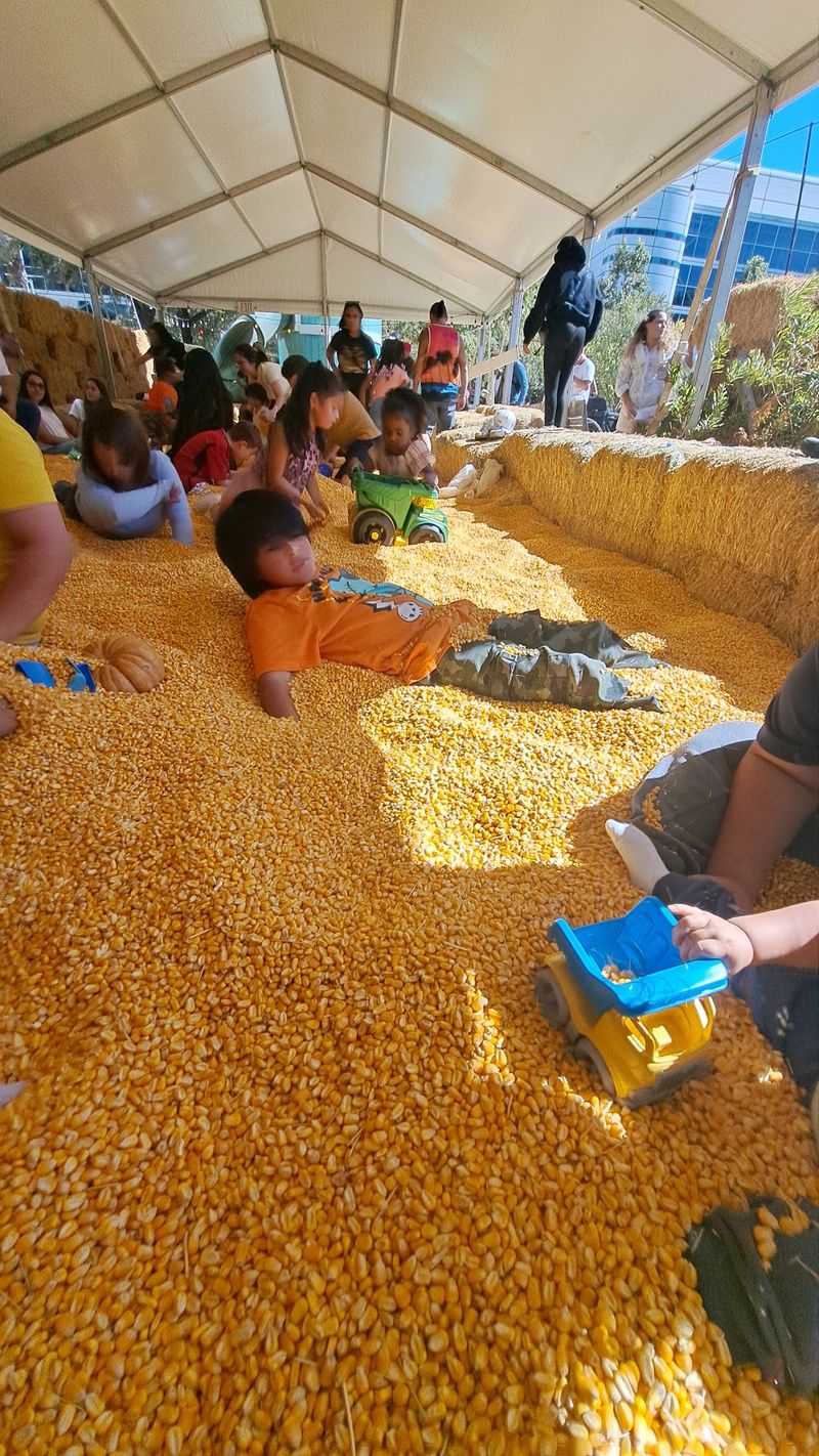 Corn Pit Becomes Kid Magnet Corn Pit Becomes Kid Magnet
