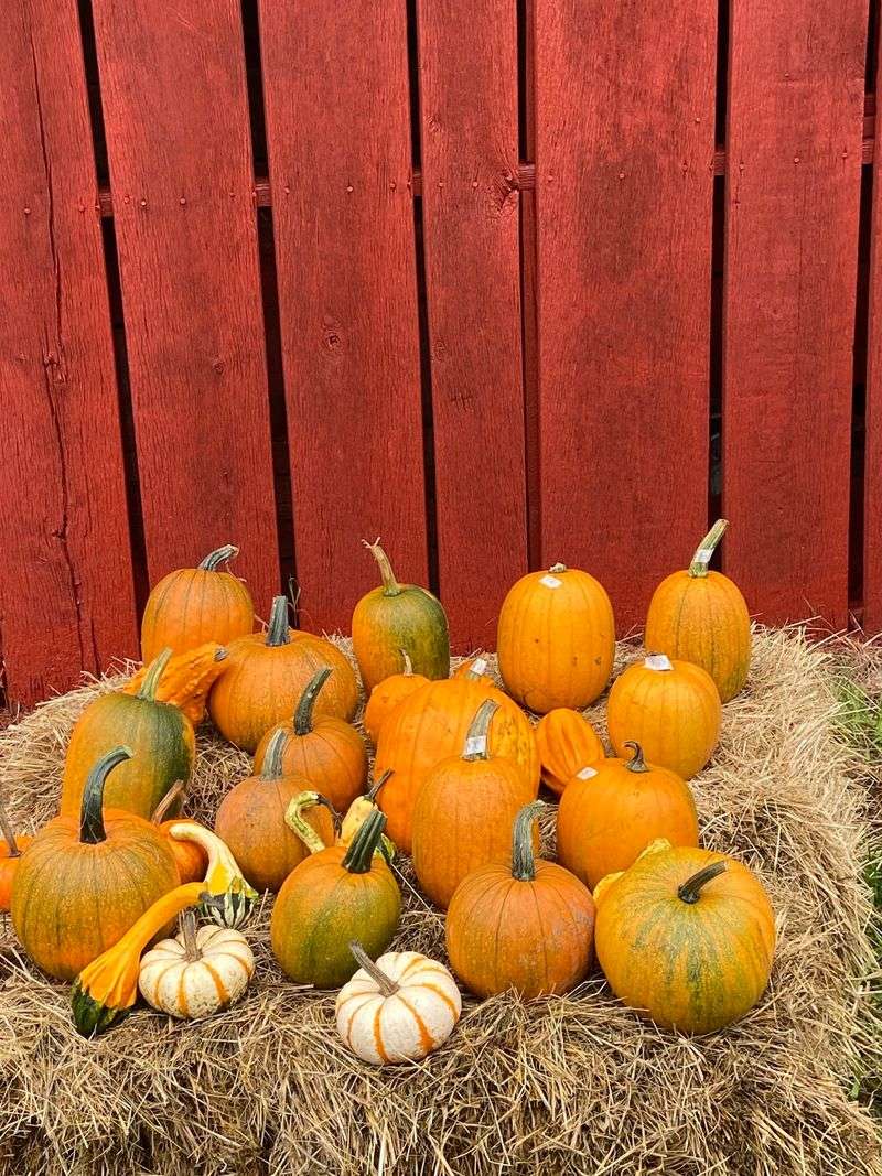 Country View Farm Pumpkin Patch and Corn Maze in Chuckey Country View Farm Pumpkin Patch and Corn Maze in Chuckey