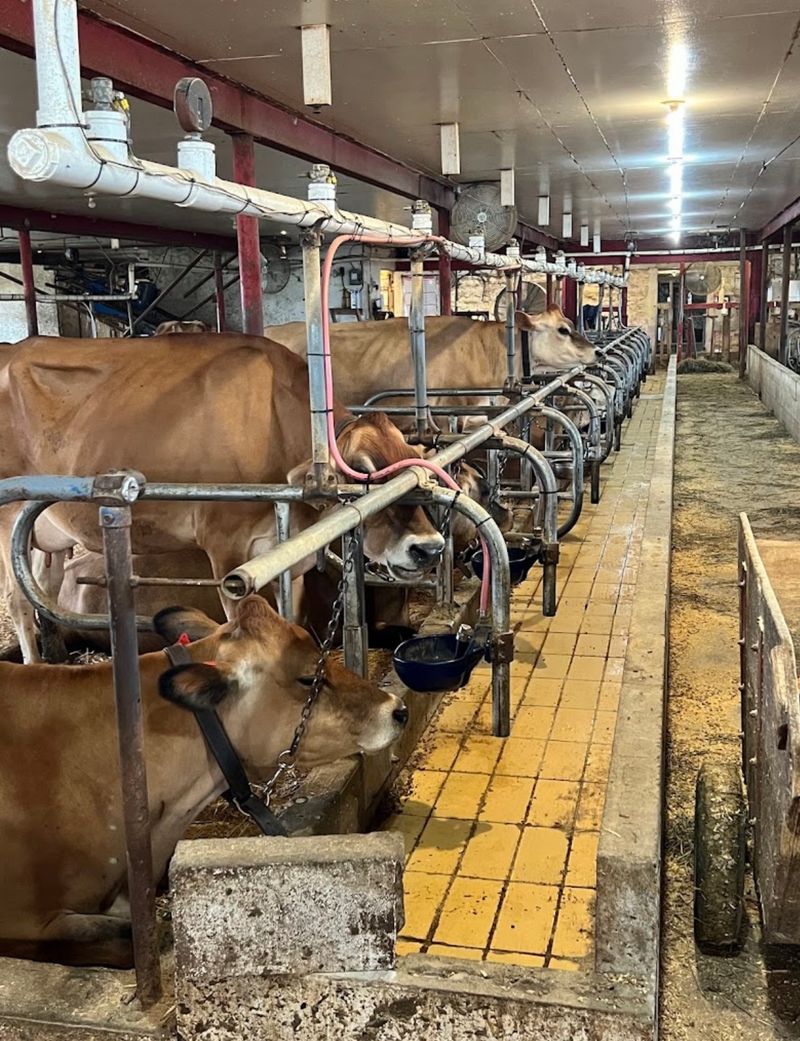 Cows That Make the Place Feel Real Cows That Make the Place Feel Real