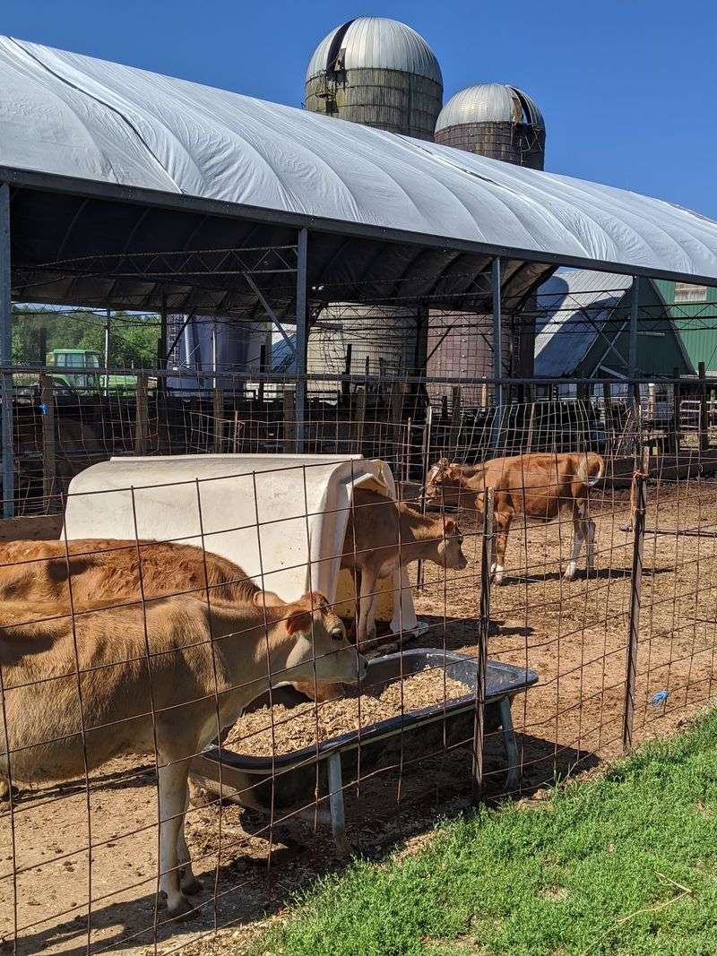 Creamy Acres Farm, Mullica Hill