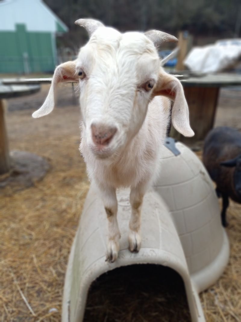 Creekside Petting Zoo, Copperhill Creekside Petting Zoo, Copperhill