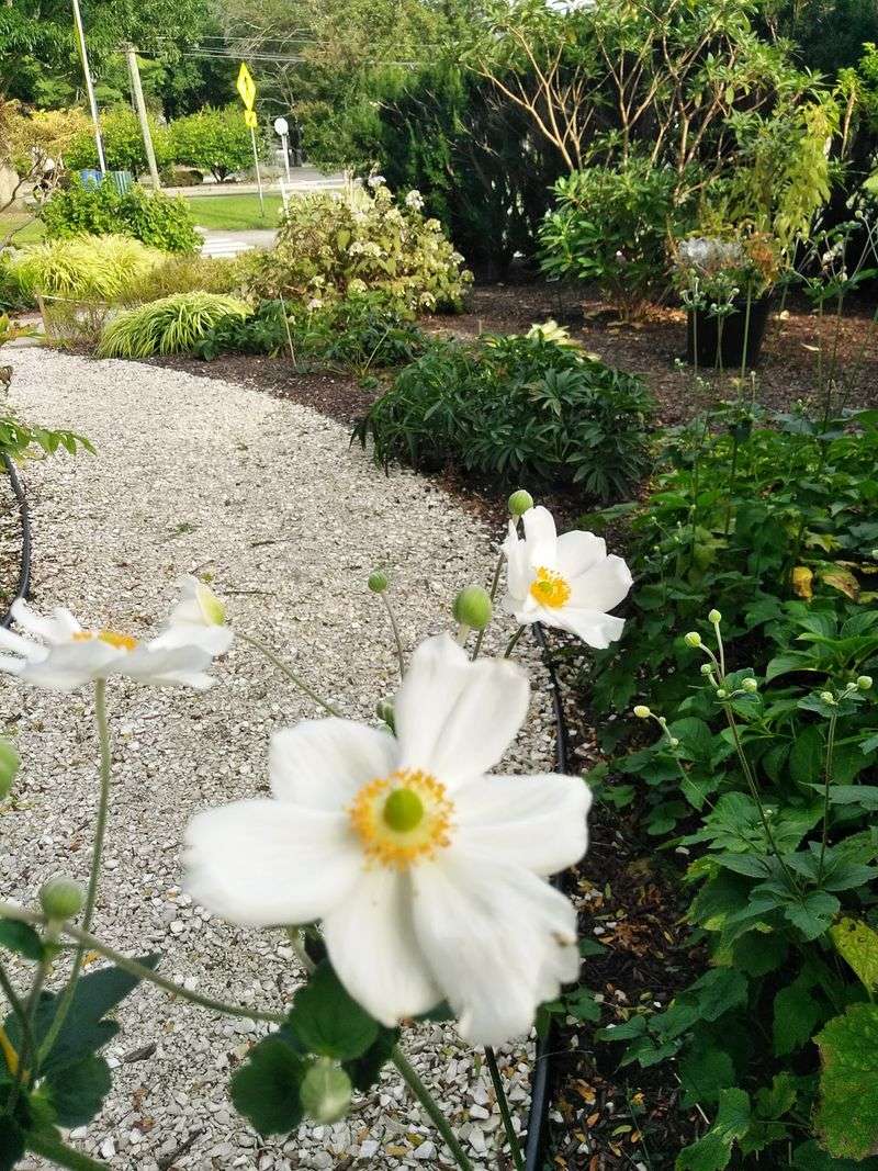 Curving Paths Make This Tiny Garden Feel Surprisingly Expansive