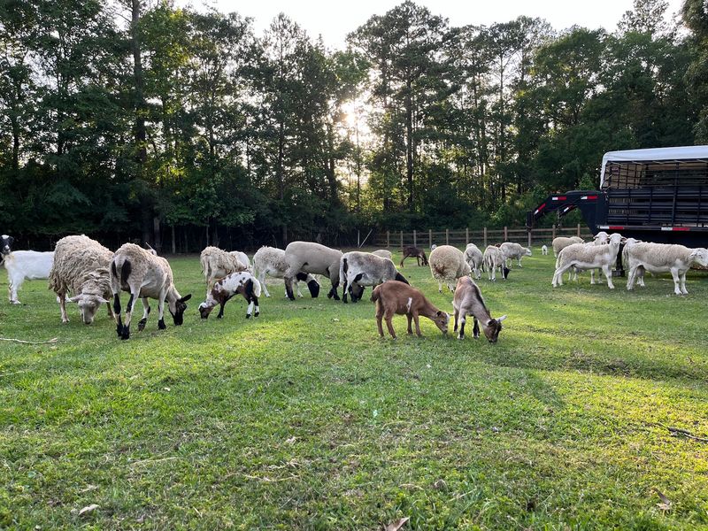 De La Paz Family Farm (Conroe)