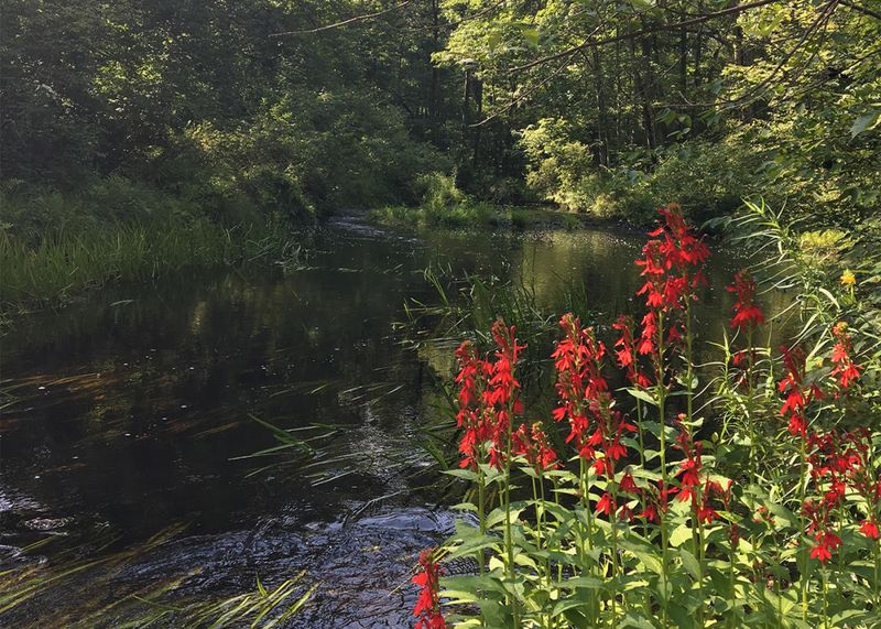 Delaware State Forest, Pocono Mountains