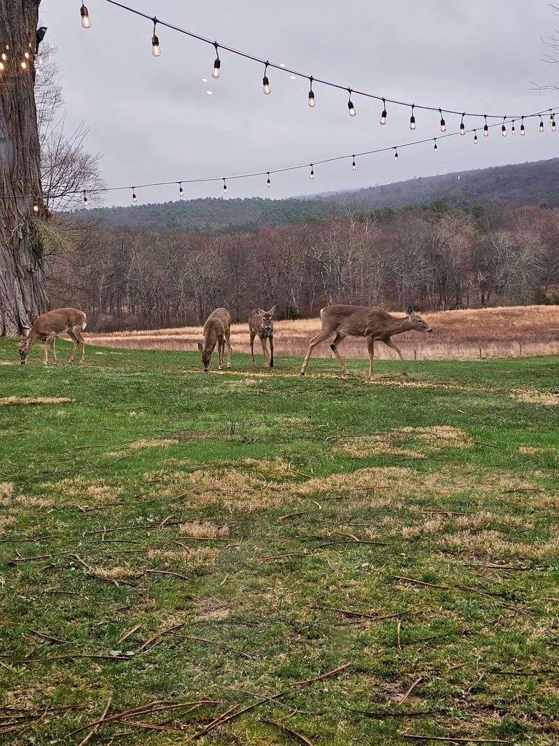 Dine With Deer Just Beyond the Windows