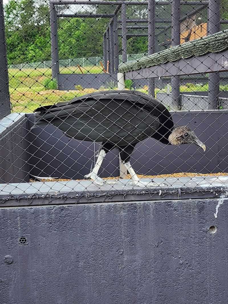 Discover Why Vultures Steal the Show Discover Why Vultures Steal the Show
