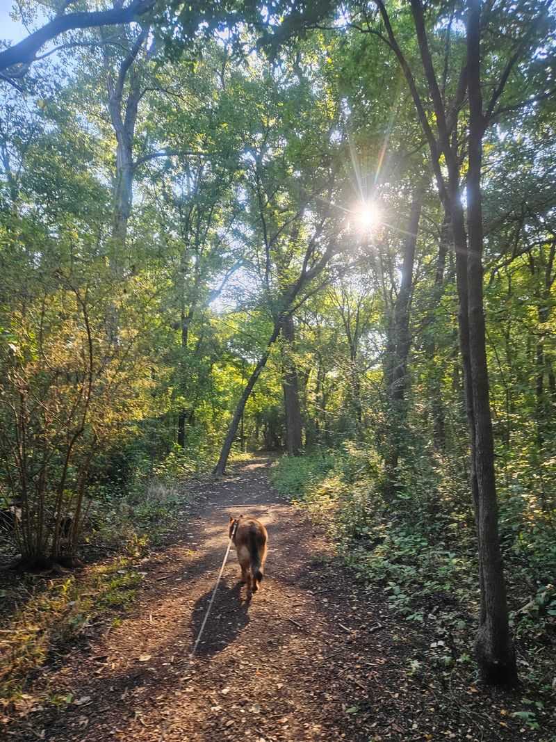 Dog-Friendly Wandering