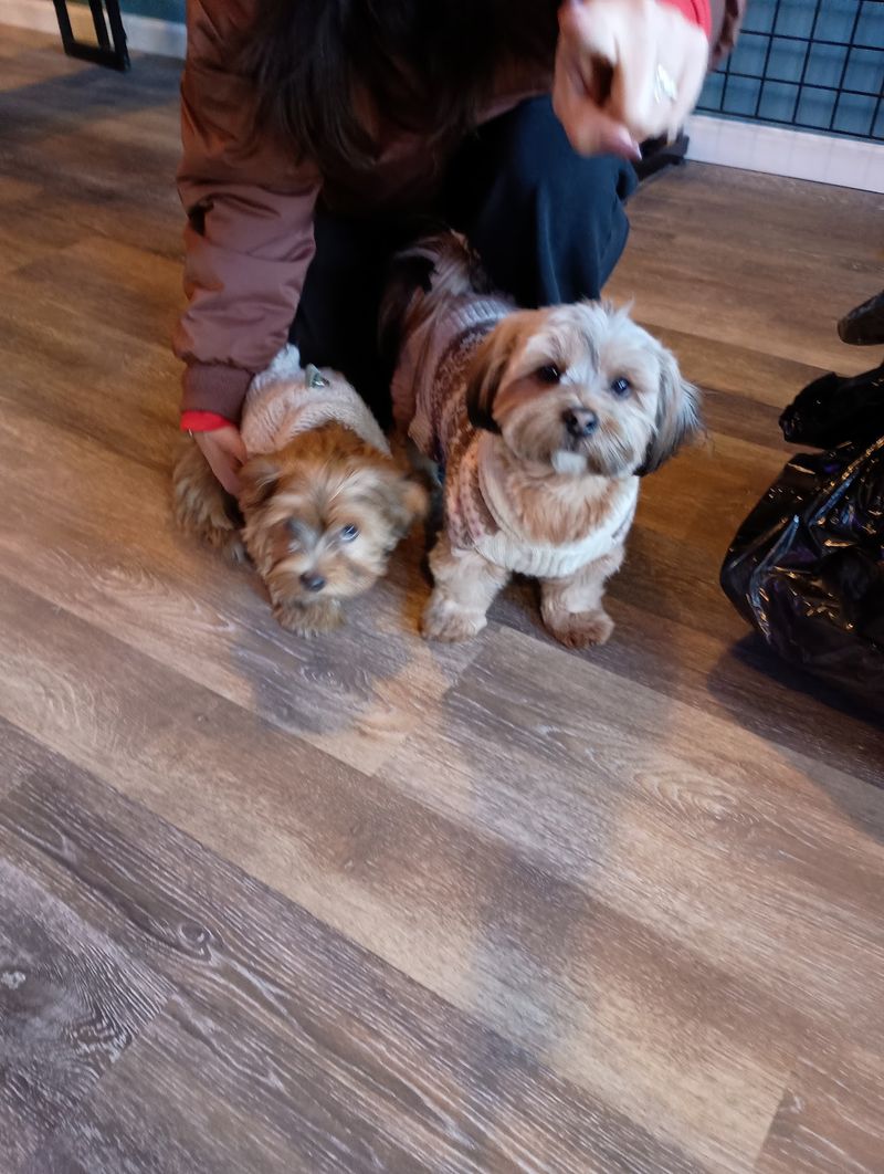Doggy Date Night Turns Dinner Into a Shared Treat Doggy Date Night Turns Dinner Into a Shared Treat