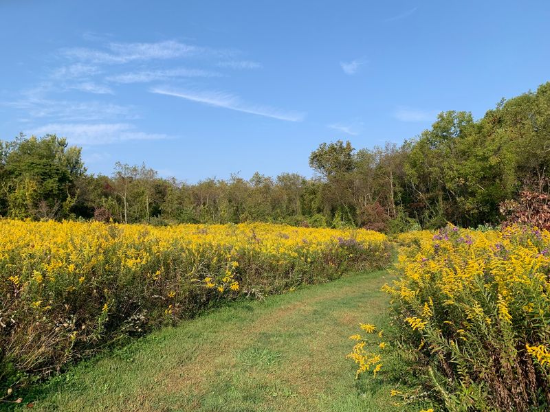 Dogwood Meadow Opens Up the View Dogwood Meadow Opens Up the View