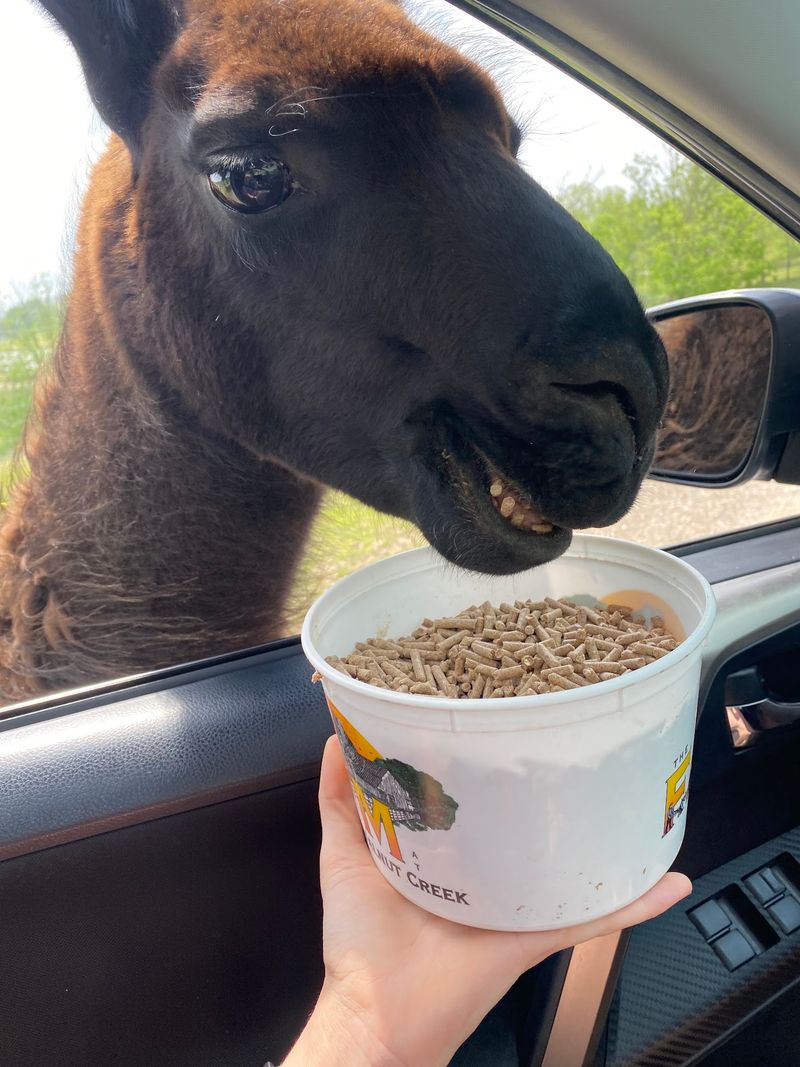 Drive-Through Fun Puts You Right in the Middle of the Action Drive-Through Fun Puts You Right in the Middle of the Action