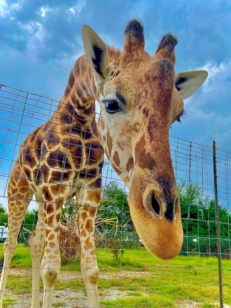 Drive Through Tennessee Safari Park in Alamo Drive Through Tennessee Safari Park in Alamo