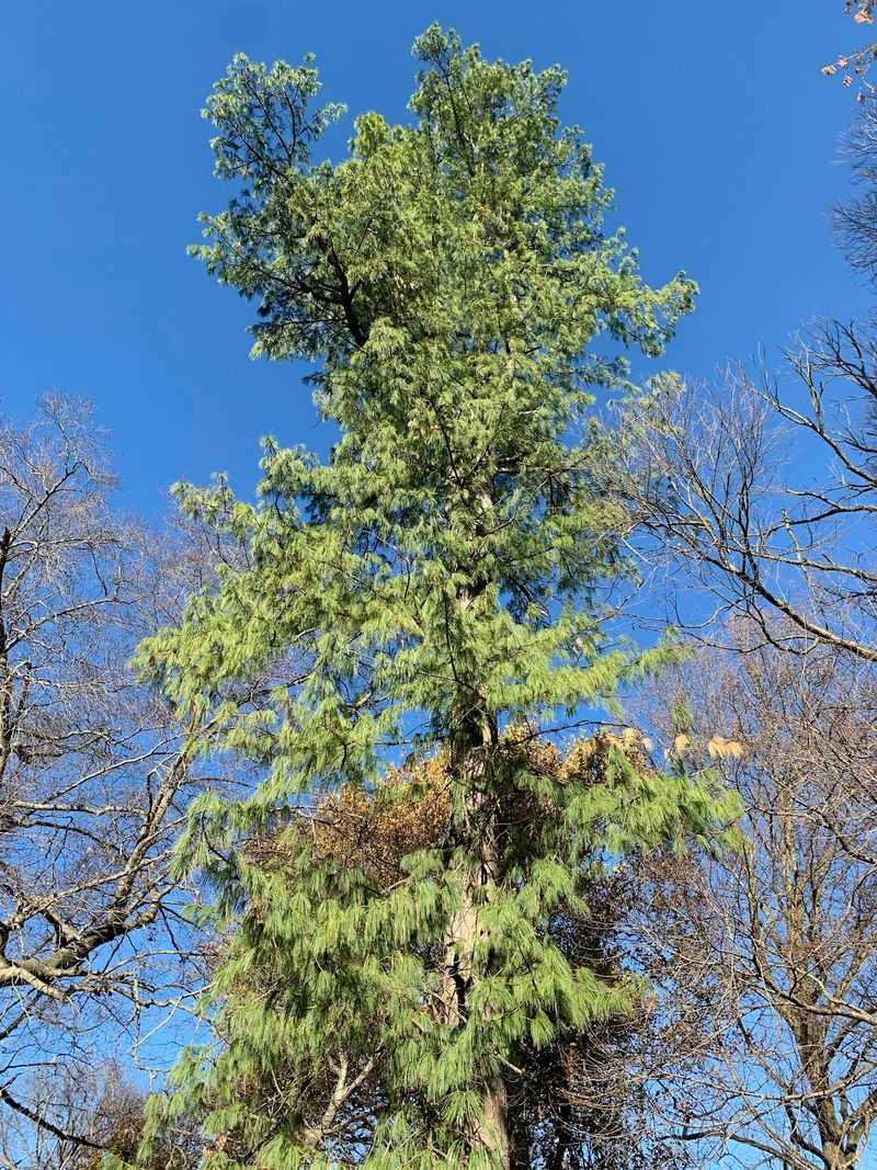Dwarf Conifers Add A Playful Corner