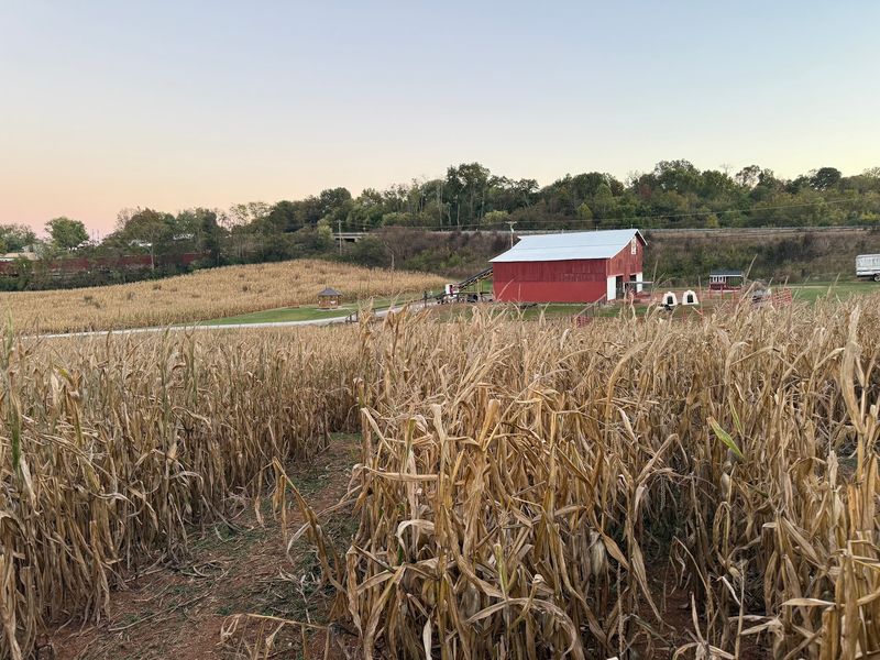 Echo Valley Corn Maze in Jefferson City