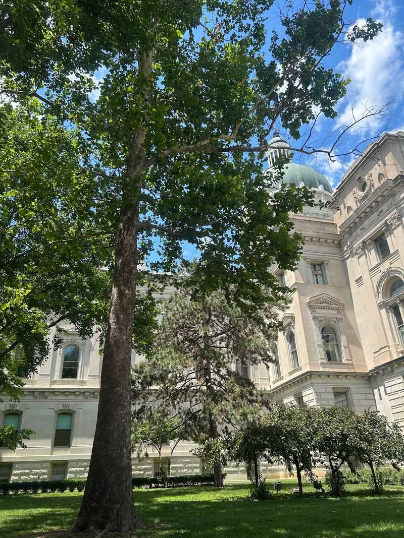 A Sycamore With a Space-Age Secret