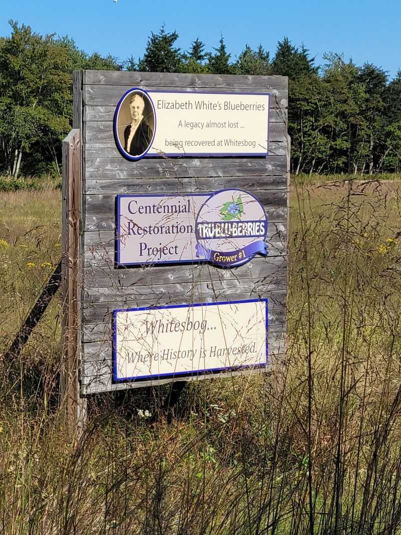 Elizabeth White Helped Create the Modern Blueberry Here Elizabeth White Helped Create the Modern Blueberry Here