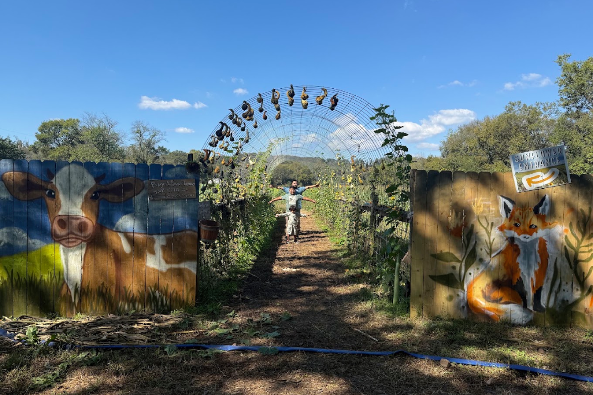 Explore 70 Acres of Pumpkins, Corn Mazes, and Sunflowers at This Tennessee Fall Festival