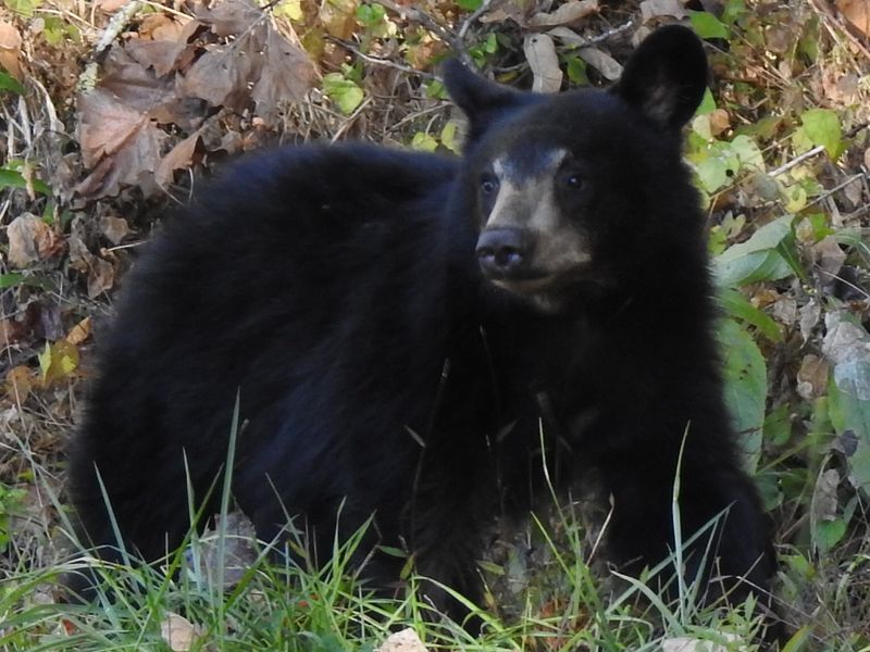 Appalachian Bear Rescue – Townsend Appalachian Bear Rescue – Townsend