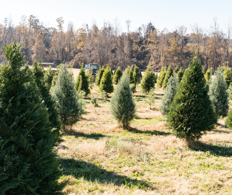 Falcon Ridge Farm – Toone Falcon Ridge Farm – Toone