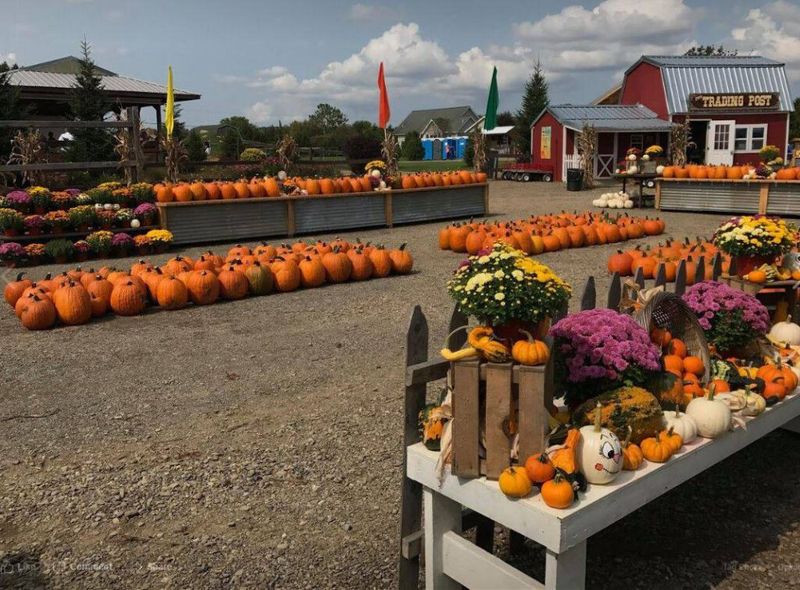 Fall Harvest Festival at Port Farms - Waterford