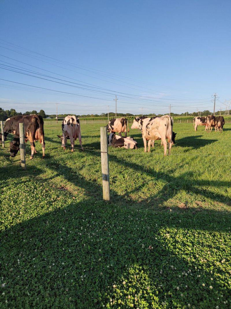 Farm Animals Add A Sweet Side Trip Farm Animals Add A Sweet Side Trip