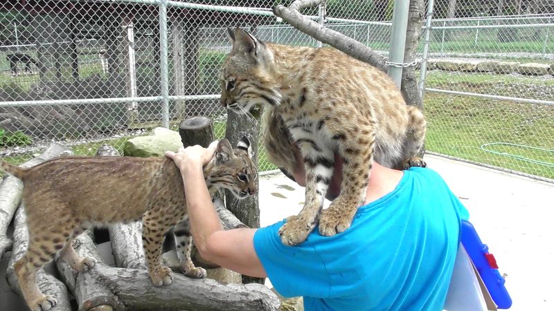 Farmer's Inn Animal Park - Sigel Farmer's Inn Animal Park - Sigel