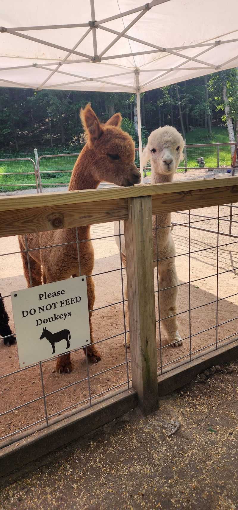 Feeding 70 alpacas is the headline for a reason