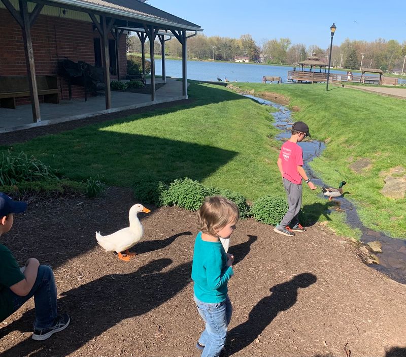 Feeding the Ducks by the Pond